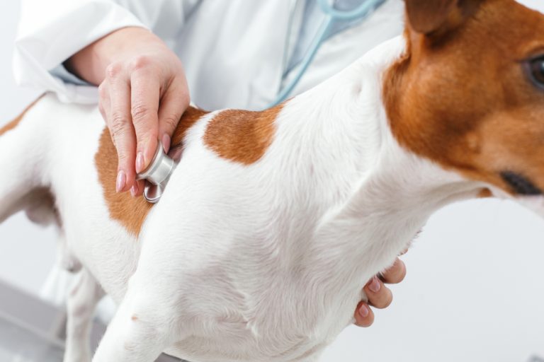 A Vet Examining A Dog’s Health