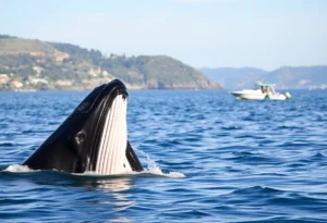 Minke whale near a motorboat in Barnegat Bay