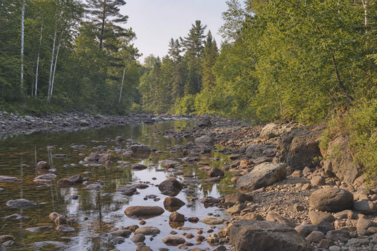 Michigan DNR rescues two lake sturgeon from Ontonagon River